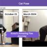 Yoga Journey cat pose yoga