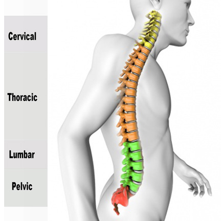 posture Perfect 2