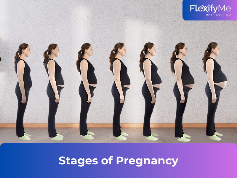 Stages of Pregnancy