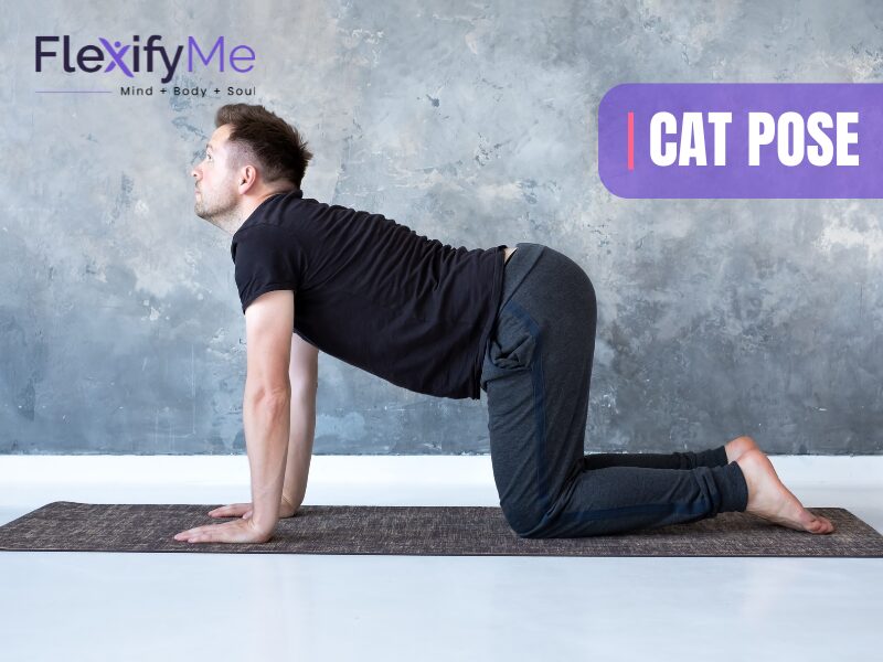 Cat Pose