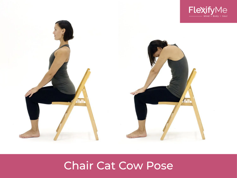 Chair Cat Cow Pose