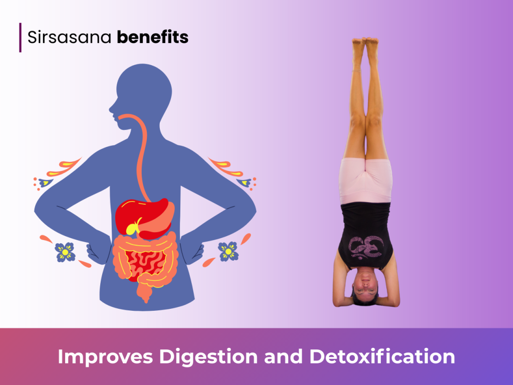 Improves Digestion and Detoxification