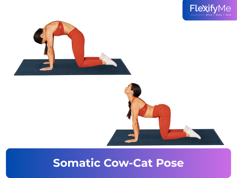 Somatic Cow-Cat
