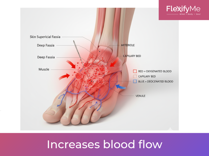 Increases blood flow